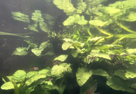 Plants and fish underwater