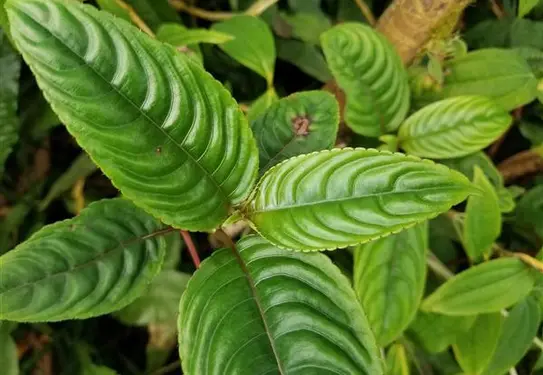 Dark green leaves with a pattern of lighter colors sweeping upward.