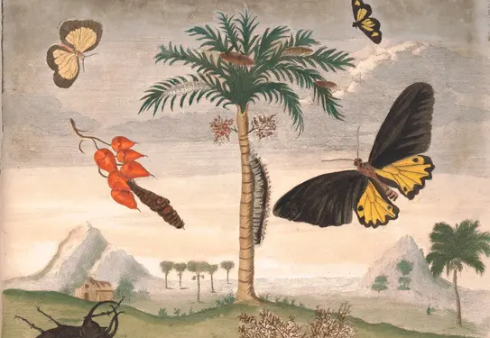 Painting of butterflies and caterpillars in a landscape with hills and palm trees