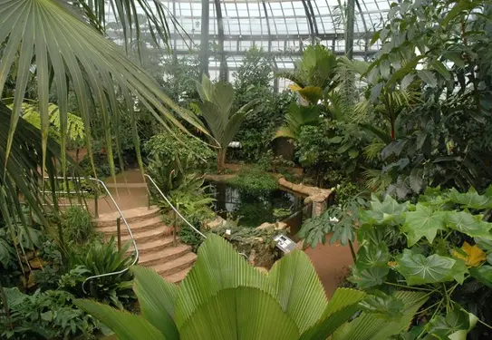 plants inside conservatory