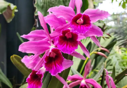 A group of bright pink Cattleya Orchid flowers stand against a backdrop of green foliage.