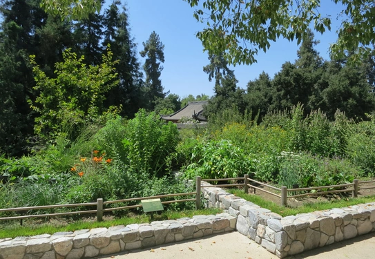 A Chinese-style garden with stone planter beds filled with green plants.