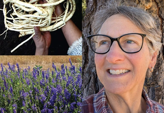 A collage of images top left, two hands hold a large white ball of roots, bottom left, a green plant with blue flowers, on right a person in glasses smiles near a tree.