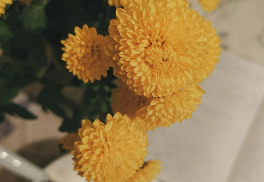 Yellow chrysanthemums over an open book, and a bowl with a whisk.