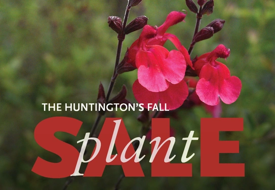 A red flower on a green background, text in the foreground reads "The Huntington's Fall Plant Sale."