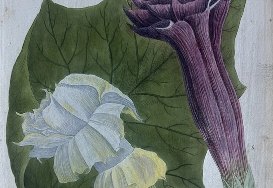 A botanical illustration of a large leaf with two flowers in the foreground, one purple and one white.