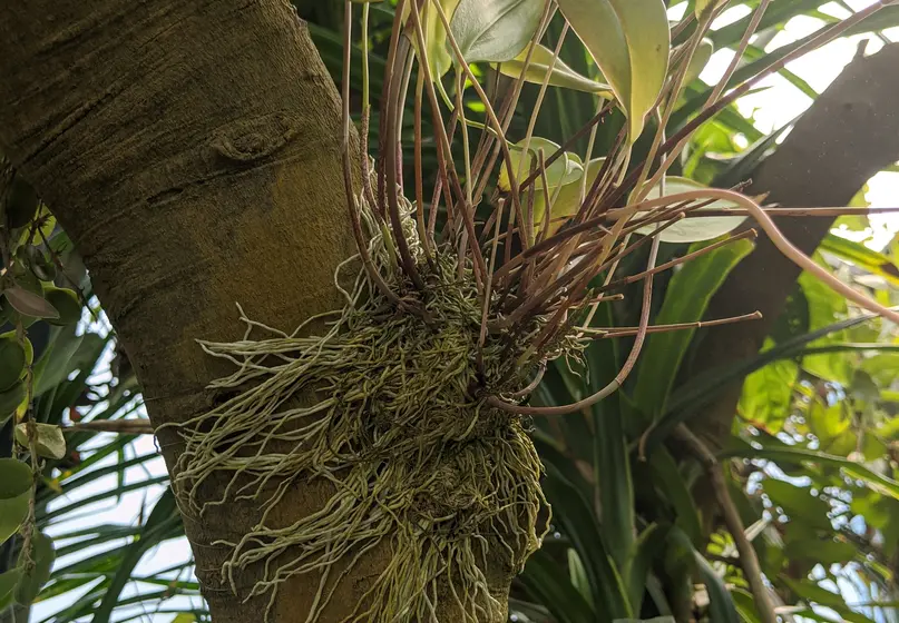 plant growing on a tree trunk. The plant's light green roots cling to the trunk. The plant's leaves are a light green.