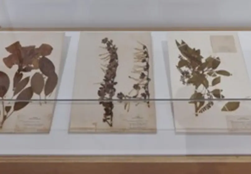 glass display case containing three herbarium specimen