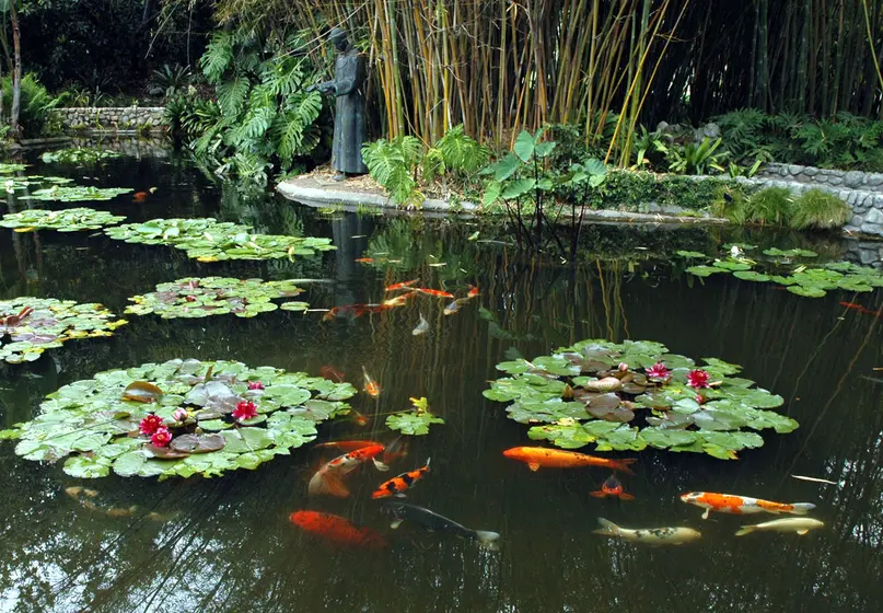 lily pond with groups of leaves and koi fish