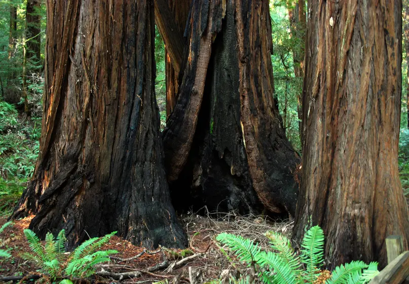 Three large reddish tree trunks. Each of the trunks has black marks near the base.