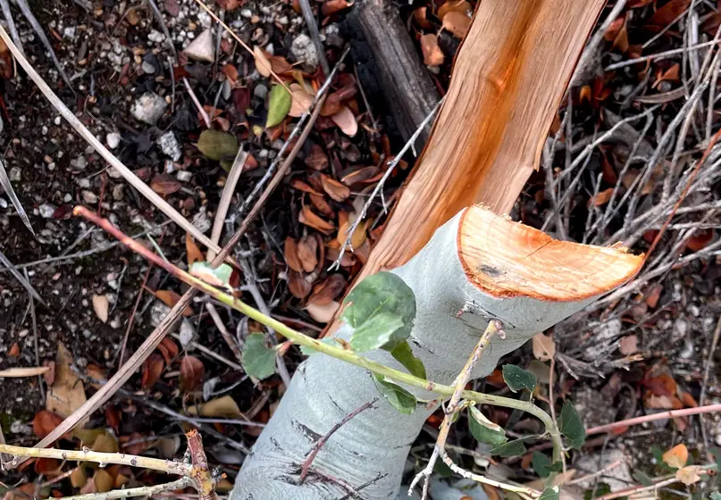Grey tree stem split open. The inside of the stem is light brown near the edges and reddish brown in the center.