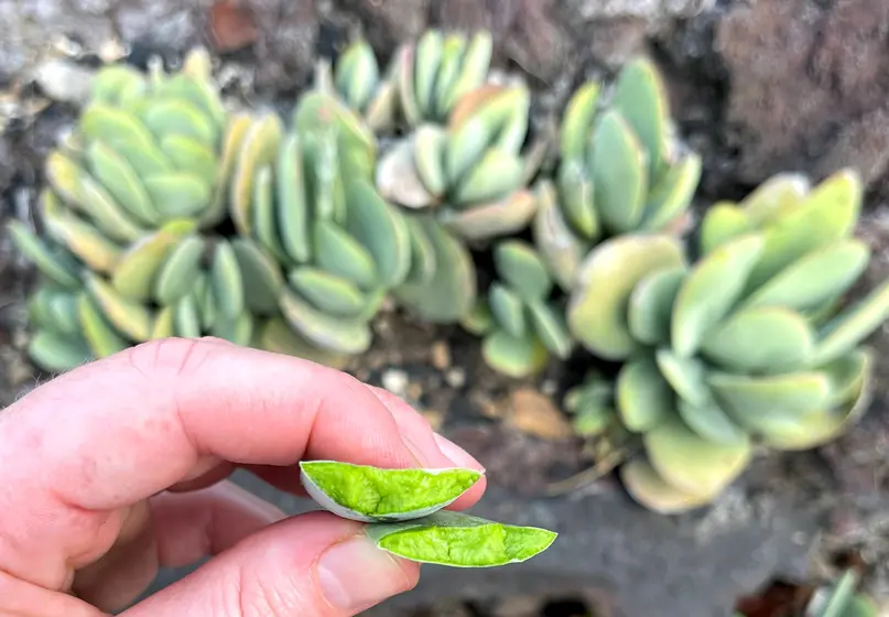 Person holding a leaf that has been torn in half to reveal a wet inside.