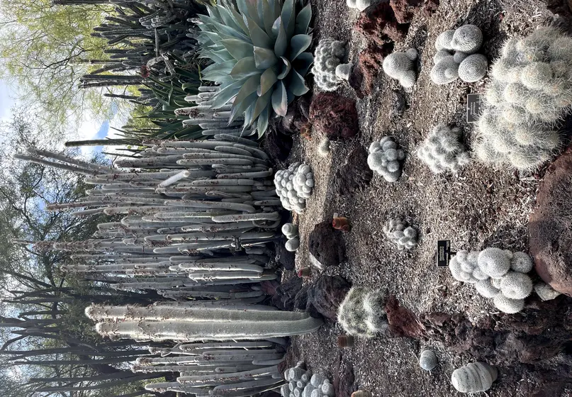 desert garden with small white plants in the foreground and tall succulents in the background
