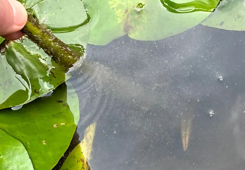 A person bends an aquatic stem as it emerges from the water.