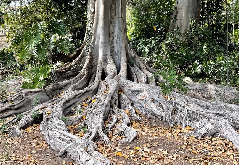 Tree trunk with large sprawling above-ground roots.