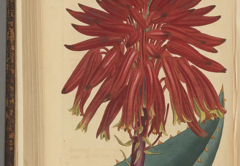 A page of a book with an illustration of red flowers on a stem. The illustration includes one leaf with spine-like growths on the edges.