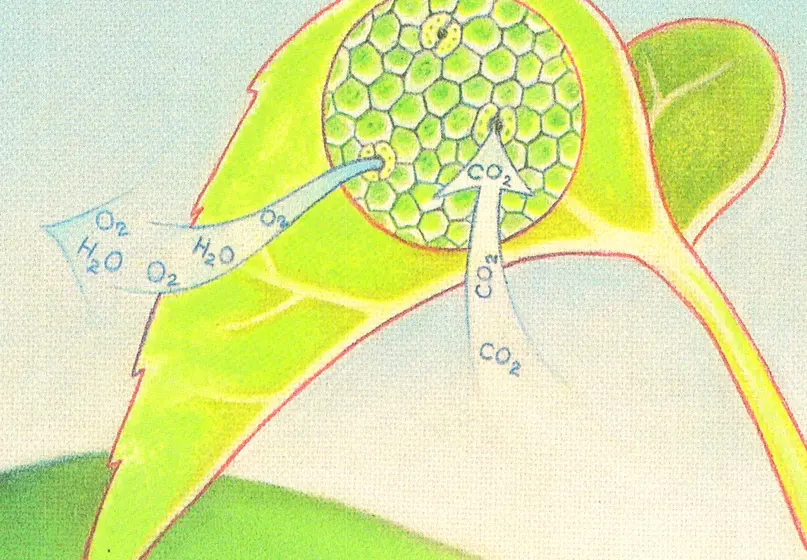 illustration of a leaf with a microscopic close up. The close up shows open holes with arrows going in and out. The arrows going in are labeled carbon dioxide. The arrows going out are labeled water and oxygen.