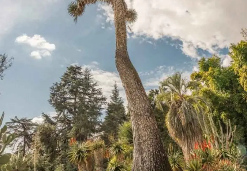 Tall tree surrounded by desert plants