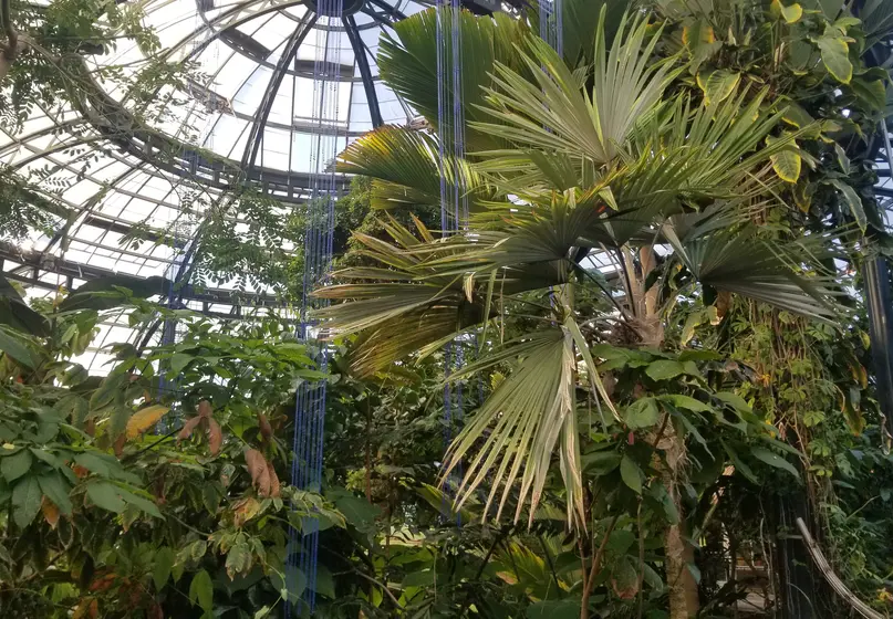 Large room full of dark green plants. The room has a domed glass ceiling. 