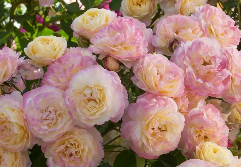 A group of multi-colored yellow, white, and pink roses.
