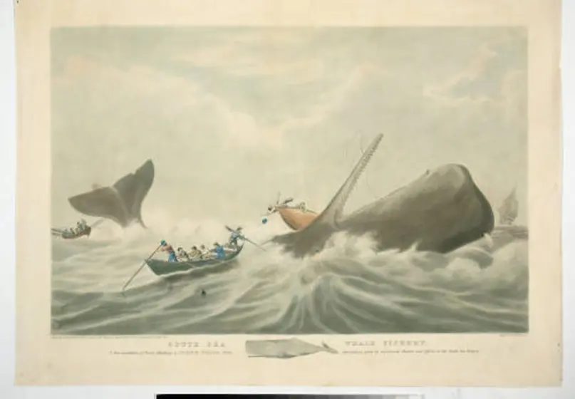 Image of a sperm whale rolling on its back with three small boats surrounding it; two boats contain sailors attacking with harpoons, while the third boat is being overturned by the whale; whaling ship in background at right; small depiction of a sperm whale (with a scale showing 10 feet) below main image.