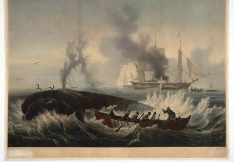 Image of a whale being harpooned by hunters in a whaling boat; another whale being butchered and blubber being pulled onboard a ship in background.