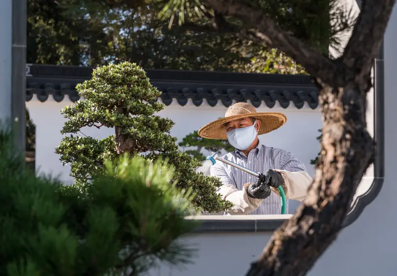 A Chinese man waters a penjing in a Chinese garden.