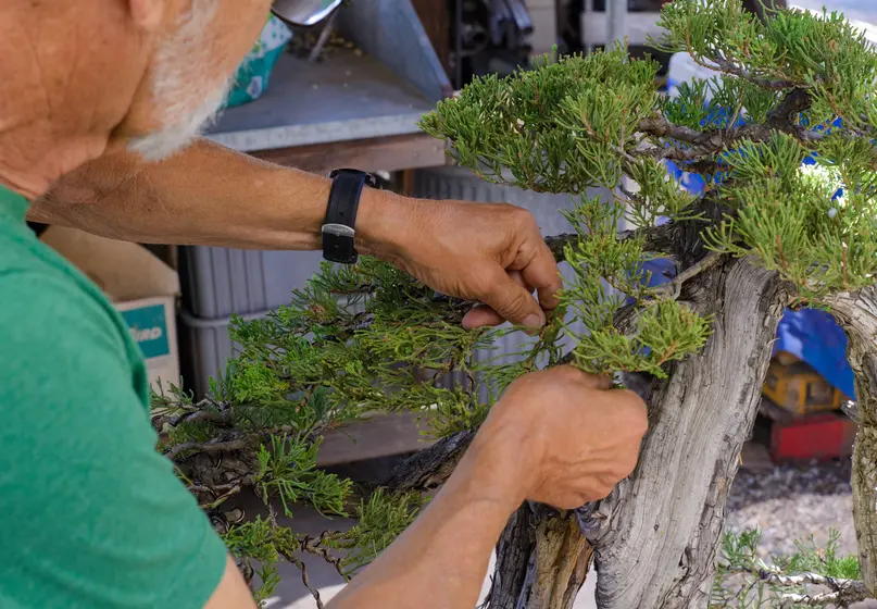 A bonsai artist's hands touching the branches of a bonsai.