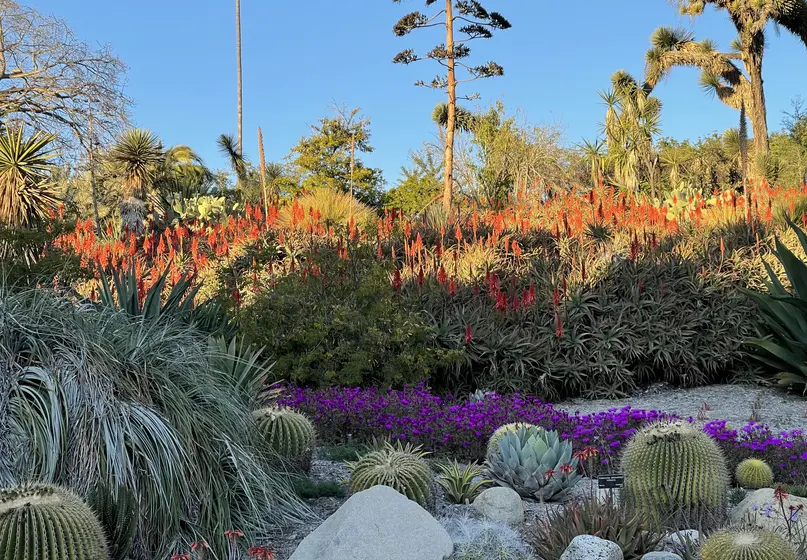 A hill in a garden. At the base of the hill are rocks, spherical green and yellow succulents, and purple flowers. On the hill are succulents with bright orange flowers. At the top of the hill are tall trees.
