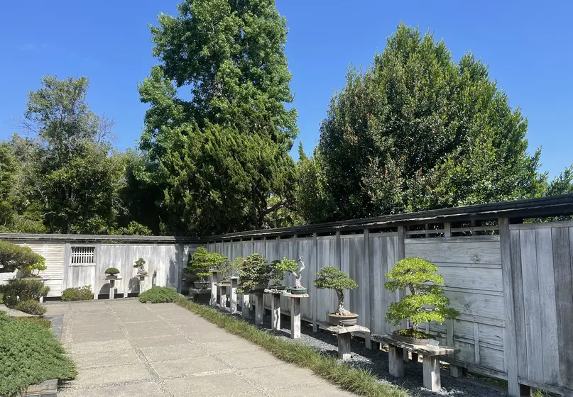Courtyard with wood walls. Tall trees grow beyond the walls. In the courtyard, about ten bonsai are on display in front of the walls.