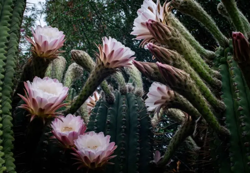 Succulent stems with blooming pink flowers