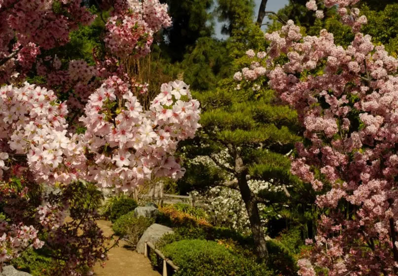 Pink blossoms bloom on trees with other plants in the background