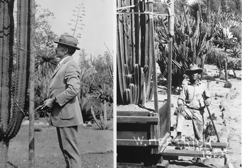 Two black and white photographs side by side. The first photograph shows a white man in a suit looking at a cactus. The second photograph shows a Mexican man in working clothes holding tools and standing next to a cactus on a moving cart.