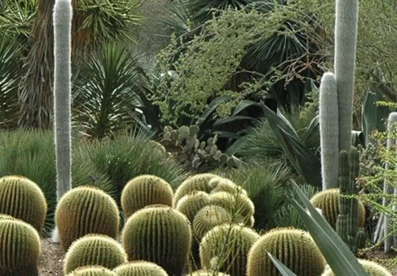 Spherical and conical succulents grow close together in front of a high density of other plants