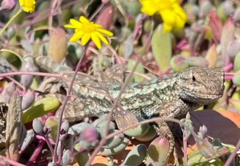 A greenish reddish lizard rests on a greenish reddish succulent. Yellow flowers are in the background.