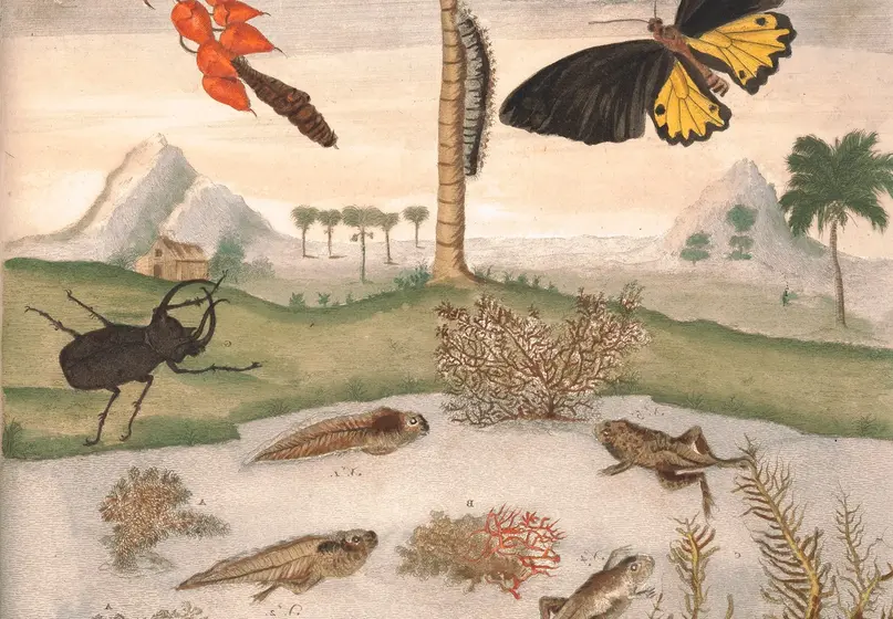 Color illustration of life underwater and online. Underwater shows tadpoles in various stages of development, plants, and shells. On land shows mountains, palm trees, a house, beetles, butterflies, larvae, and cocoons