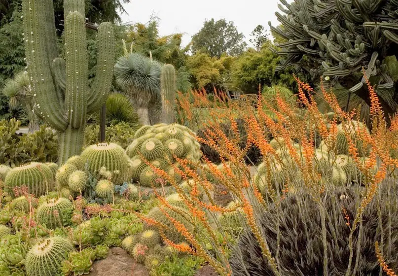 Mostly green desert plants with some orange stalks.