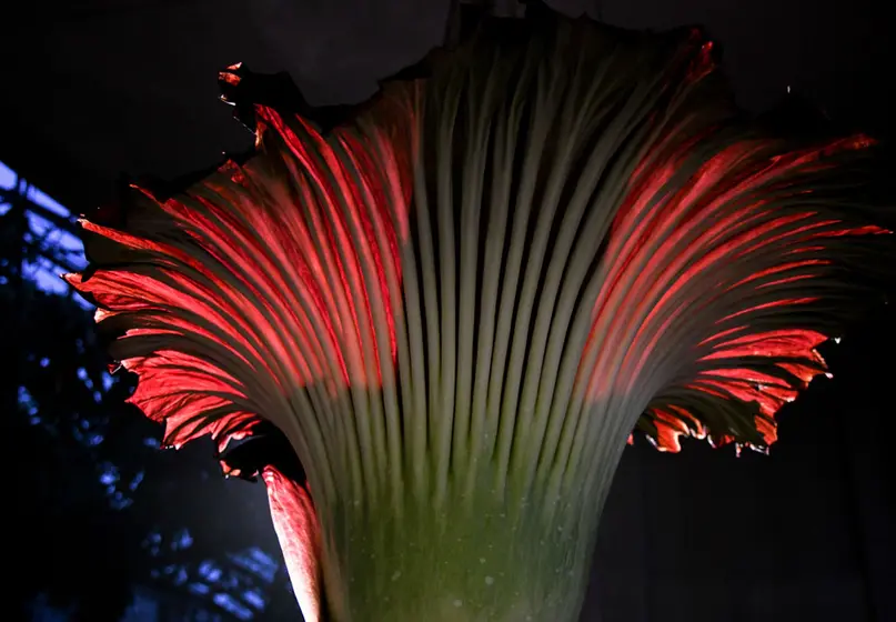 A Corpse Flower inflorescence viewed at night from below and lit from behind.