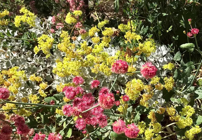 Sunlit flowers of yellow and reddish-pink.