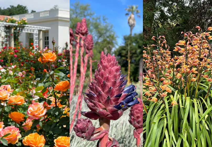 Three images in a collage, left to right: orange roses in a garden, pink Puya flowers, A large Cymbidium plant with orange flowers.