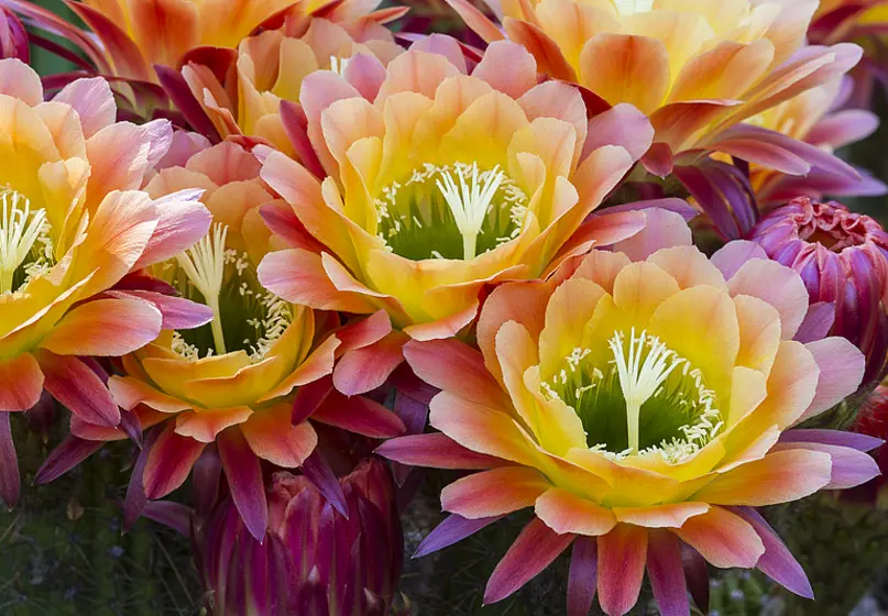 A cluster of multicolored flowers with petals that are green in the center, then yellow, pink, and magenta.