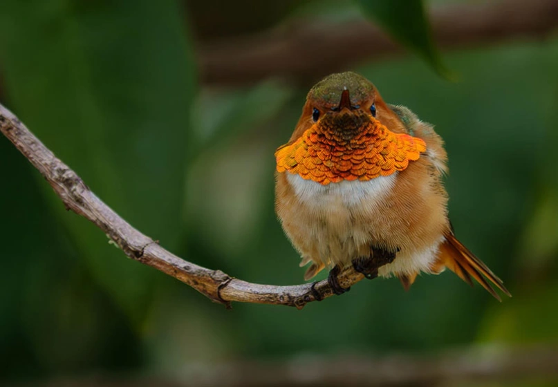 A hummingbird sits on a small branch.