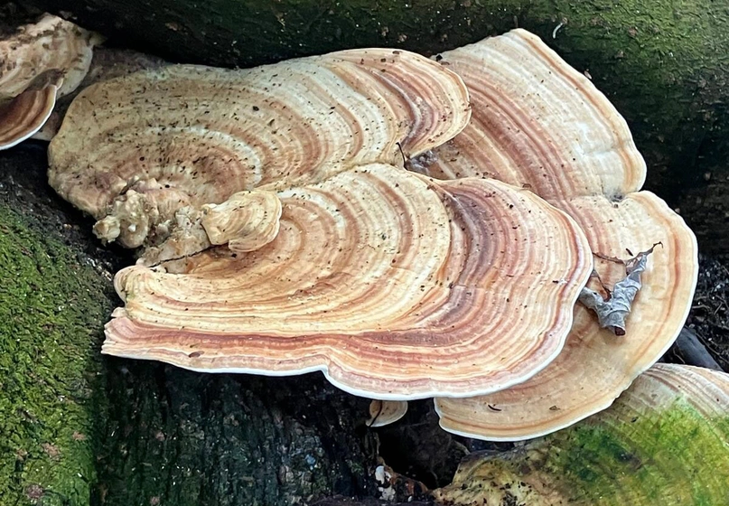 A flat mushroom with growth patterns that look like tree rings.