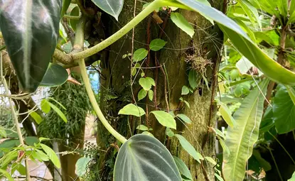 many different shapes and sizes of green leaves grow on a brown tree trunk