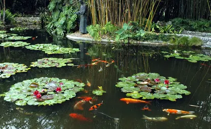 lily pond with groups of leaves and koi fish