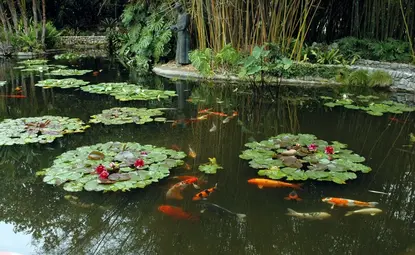 Koi swimming in a pond filled with green lily pads. 