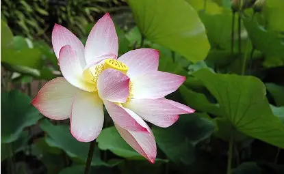 Pink flower with yellow center grows against a background of green leaves.