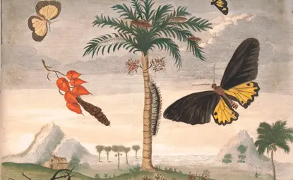 Painting of butterflies and caterpillars in a landscape with hills and palm trees