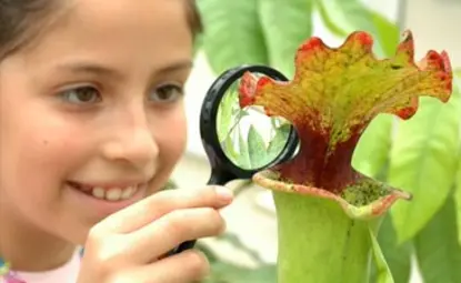 Young girl uses magnifying glass to look at plant.