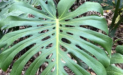 dark green smooth leaf with oval-shaped cutouts across the surface